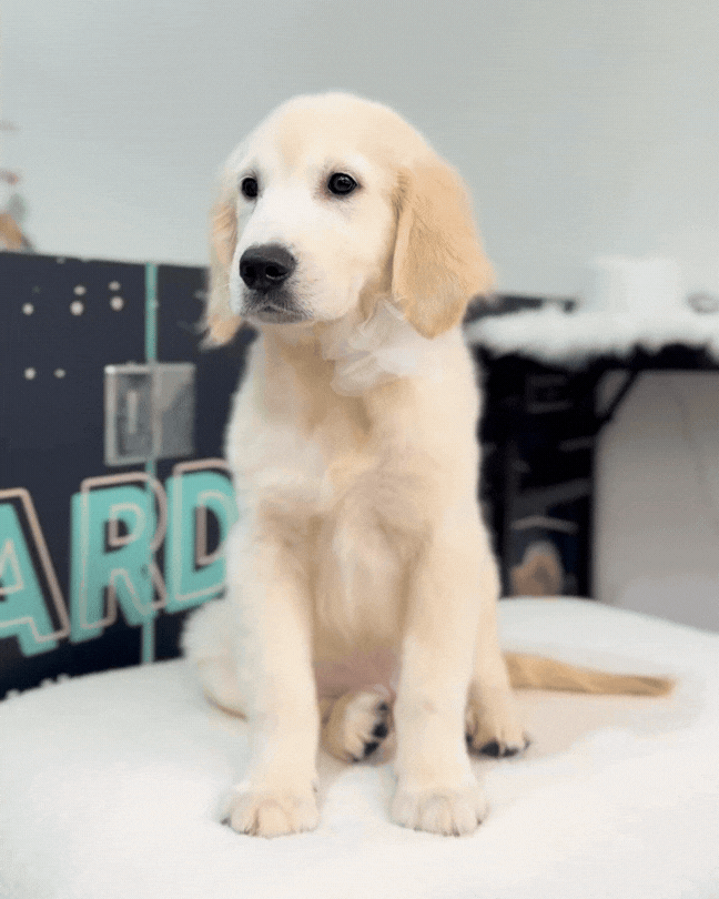 🦴Albie: Cream White Golden Retriever 🇸🇬 (Boy)