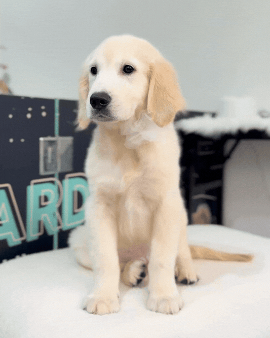 🦴Albie: Cream White Golden Retriever 🇸🇬 (Boy)