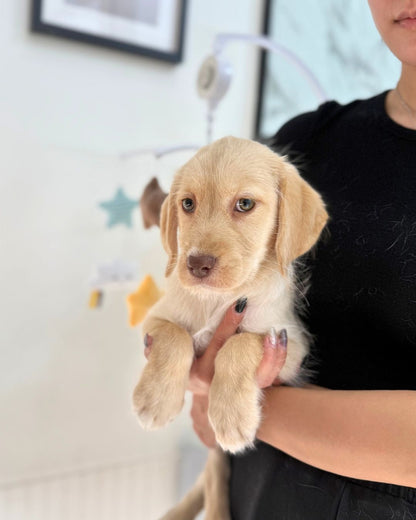 🍼 Milky: Cream Mini Labradoodle 🇸🇬 (Girl)