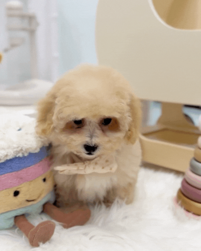 ☁️ Lila: Cream Toy Maltipoo 🇸🇬 (Girl)
