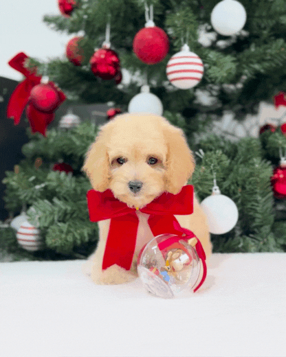 🎄Jolly: Cream Brown Toy Cavapoo 🇸🇬 (Boy)