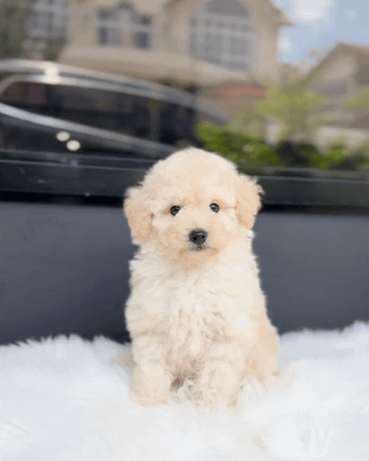🍬 Rolo: Cream Maltipoo 🇸🇬 (Boy)