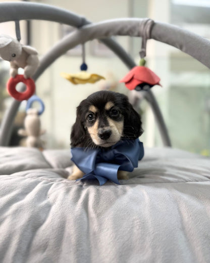 🌭 Seyo: Black & Cream Long Haired Dachshund 🇸🇬 (Boy)