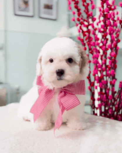 🐶🐾Coconut: Parti White & Brown Toy Cavapoo 🇸🇬 (Boy)