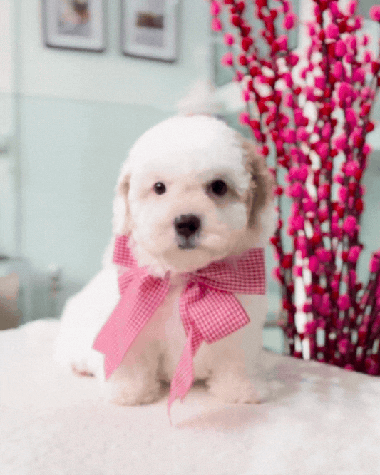 🐶🐾Coconut: Parti White & Brown Toy Cavapoo 🇸🇬 (Boy)