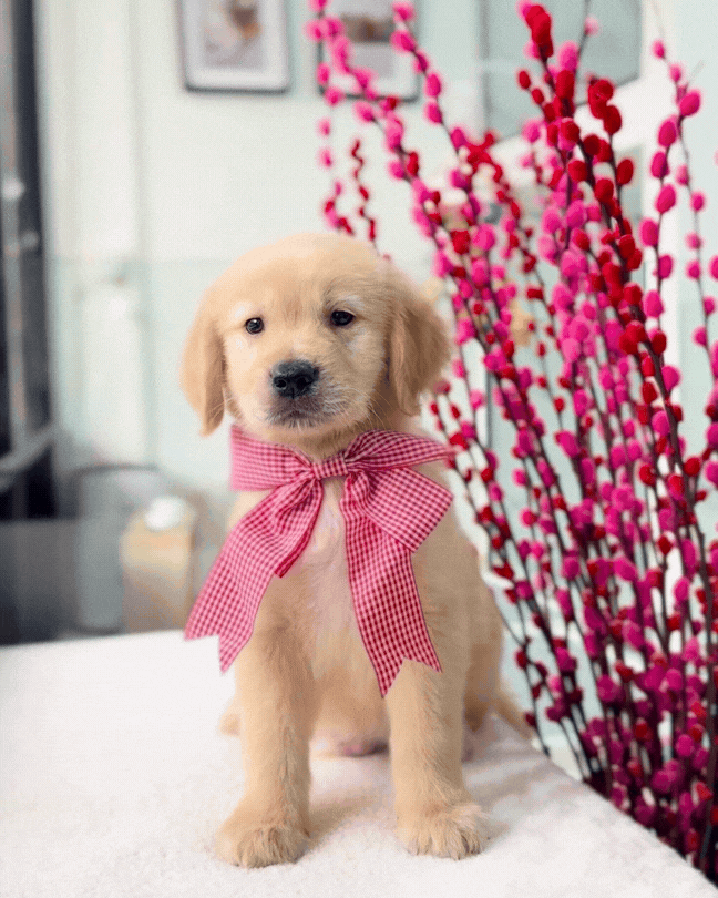 🍀☀️✨Lucky 9: Golden Retriever 🇸🇬 (Boy)