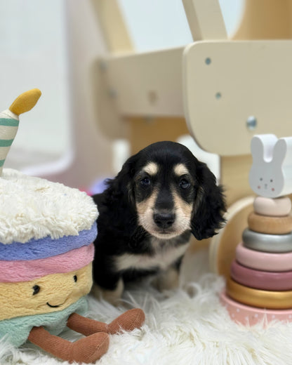 🥟 Bao: Long Coat Miniature Black & Cream Dachshund 🇸🇬 (Boy)