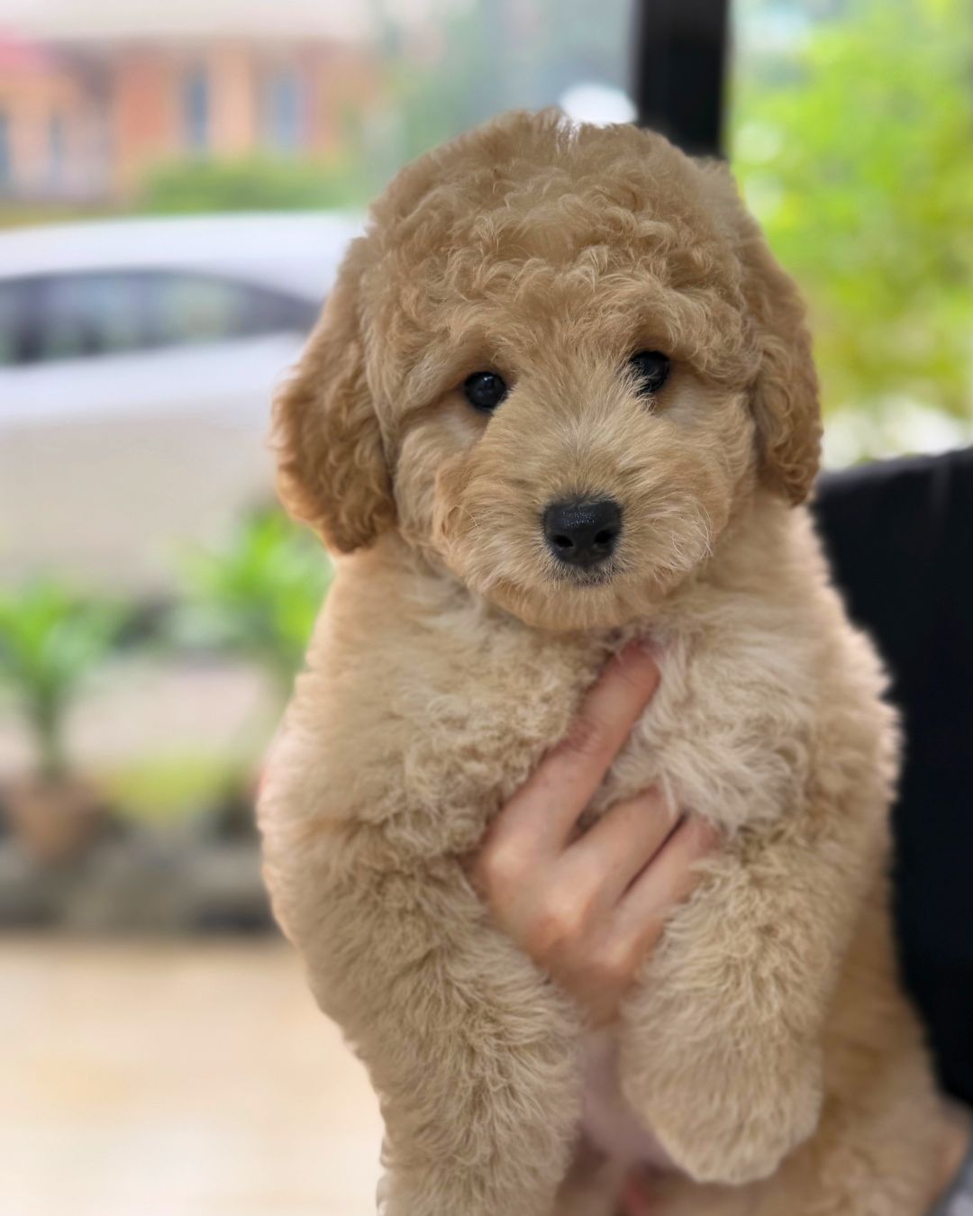 💘 Bori: Brown Mini Golden Doodle F1BB 🇸🇬 (Girl)