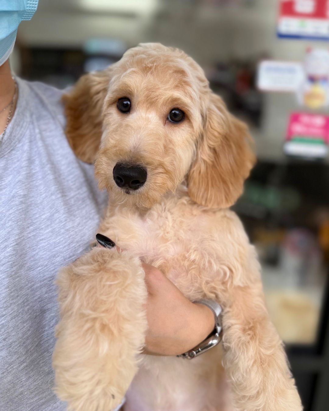 🍒 Cherrie: Cream Brown Silky Golden Doxie 🇸🇬 (Girl) *