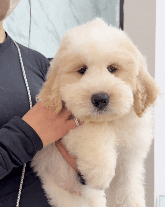 ❄️ Icey: Mini Parti Cream Brown Chow Doodle 🇸🇬 (Girl)