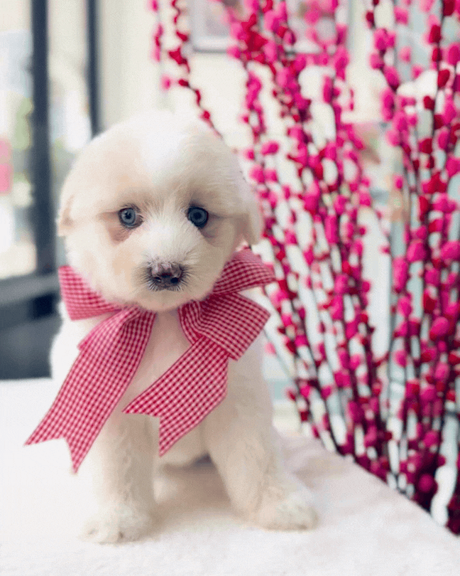 🐻‍❄️🐾🩵 Bing Tang 冰糖: Mini Pomskypoo 🇸🇬 (Girl)