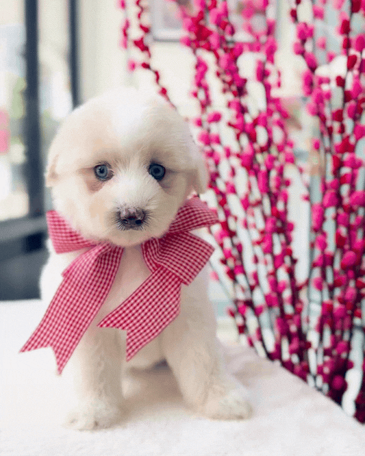 🐻‍❄️🐾🩵 Bing Tang 冰糖: Mini Pomskypoo 🇸🇬 (Girl)