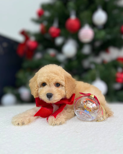 🎄Jingle: Cream Brown Toy Cavapoo 🇸🇬 (Boy)