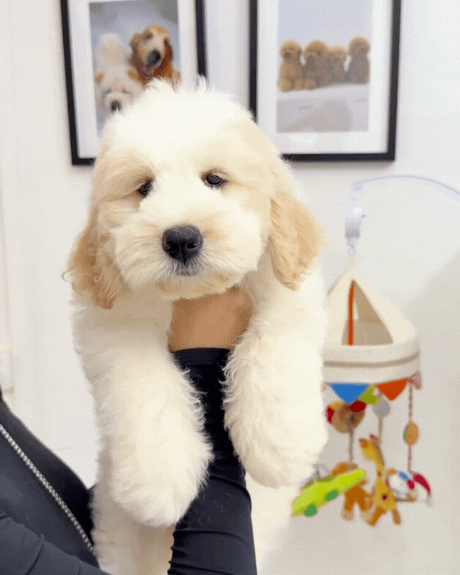 ❄️ Icey: Mini Parti Cream Brown Chow Doodle 🇸🇬 (Girl)