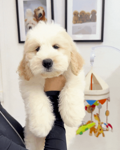 ❄️ Icey: Mini Parti Cream Brown Chow Doodle 🇸🇬 (Girl)