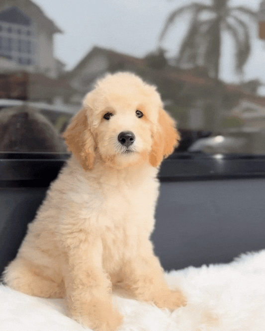 🍕Pizza: Cream Brown Mini English Golden Doodle 🇸🇬 (Boy)