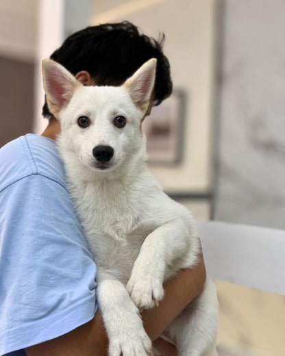 🌨️ 小白 Xiao Bai: White Pomsky 🇸🇬 (Boy)