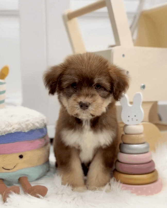 ⚡️Frosti: Mini Parti Chocolate & Red White Husky Doodle 🇸🇬 (Girl)