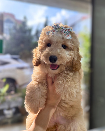 🍼 Baby: Brown Golden Doodle F1BB 🇸🇬 (Girl)