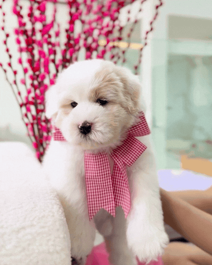 🍊🍊 Tang Yuan 汤圆: Parti Chowpoo 🇸🇬 (Girl)