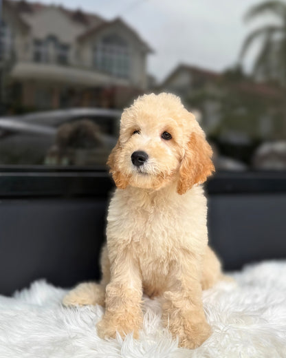 🍕Pizza: Cream Brown Mini English Golden Doodle 🇸🇬 (Boy)