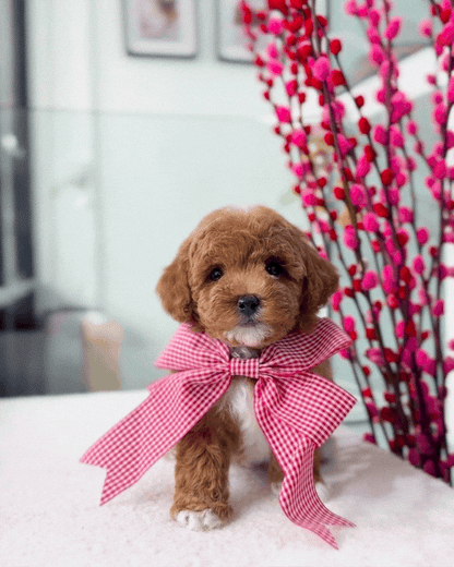 🎶🧸 Miso: Parti Red & White Toy Bichonpoo 🇸🇬 (Girl)
