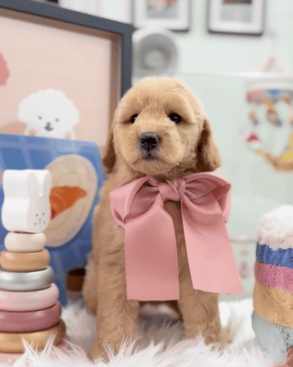 🧸☁️ Poppy: Cream Brown F1BB Mini Petite Golden Doodle 🇸🇬 (Girl)