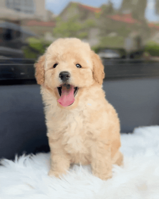 🍎 Sora: Cream Brown Maltipoo 🇸🇬 (Girl)