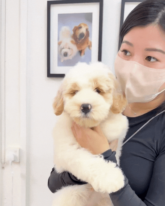 🐻 Grizz: Mini Parti Cream Brown Chow Doodle 🇸🇬 (Boy)