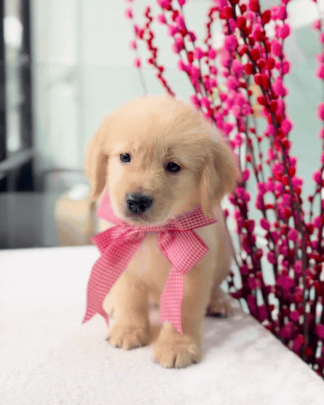 🍀☀️✨Lucky 6: Golden Retriever 🇸🇬 (Girl)