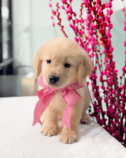 🍀☀️✨Lucky 6: Golden Retriever 🇸🇬 (Girl)