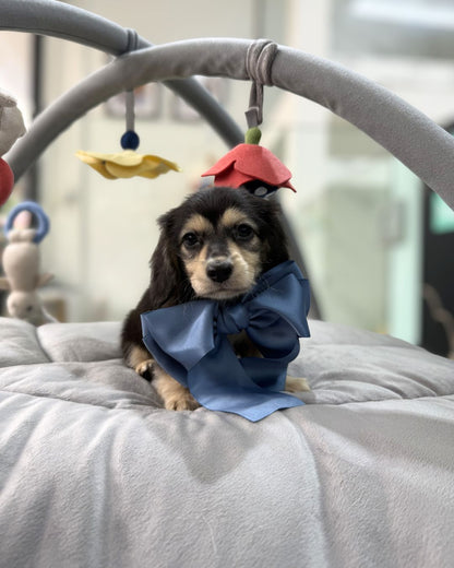 🌭 Sugar: Black & Cream Long Haired Dachshund 🇸🇬 (Girl)