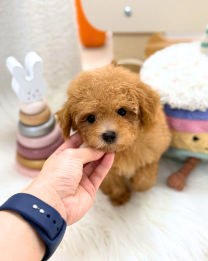 🧸Baby: Brown Tiny Maltipoo 🇸🇬 (Boy)