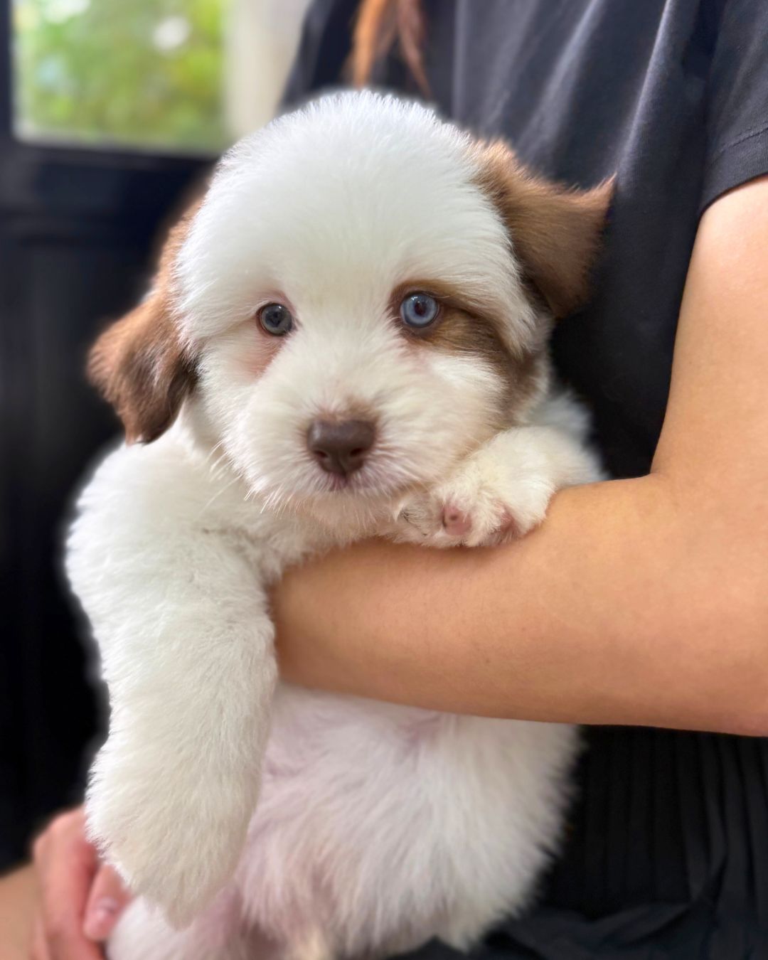 🍈Melon: Parti Tri Pomsky Spitz 🇸🇬 (Boy)