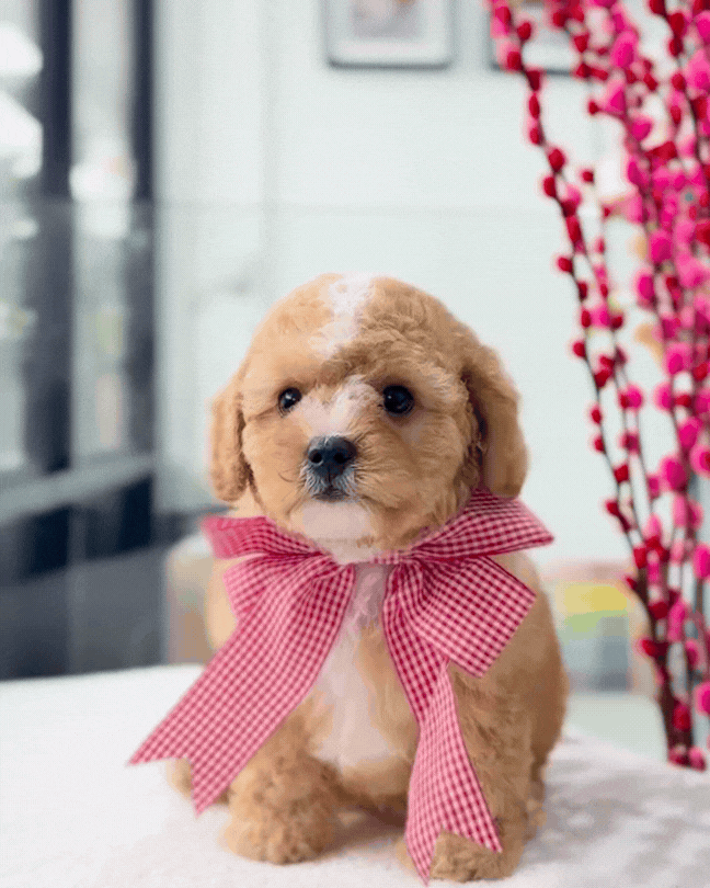 🐶🐾Milk Tea: Parti White & Brown Toy Cavapoo 🇸🇬 (Boy)