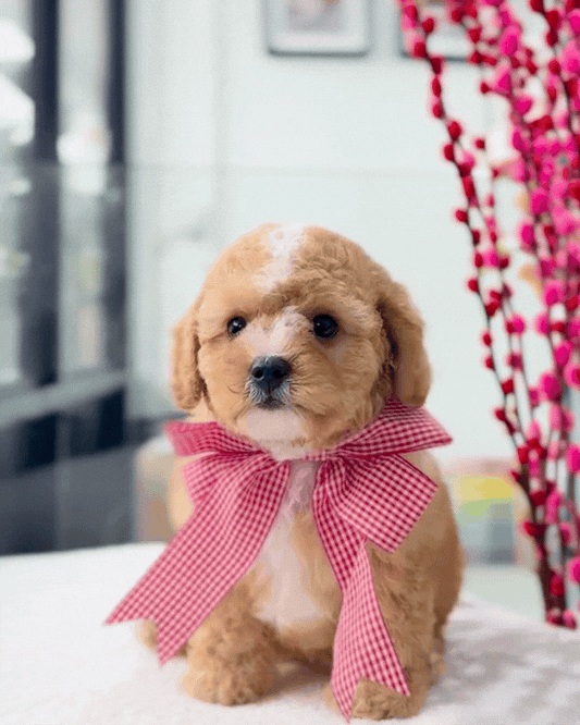 🐶🐾Milk Tea: Parti White & Brown Toy Cavapoo 🇸🇬 (Boy)