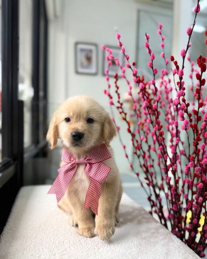 🍀☀️✨Lucky 6: Golden Retriever 🇸🇬 (Girl)