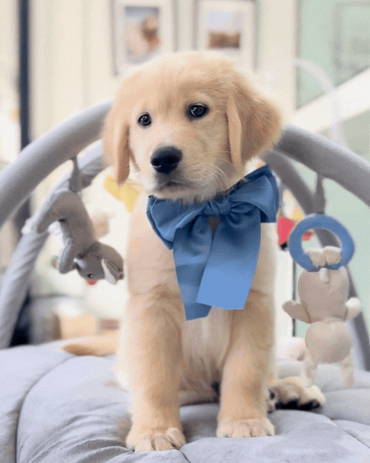 💛🐾 Zebby: Cream Gold Golden Retriever 🇸🇬 (Boy)