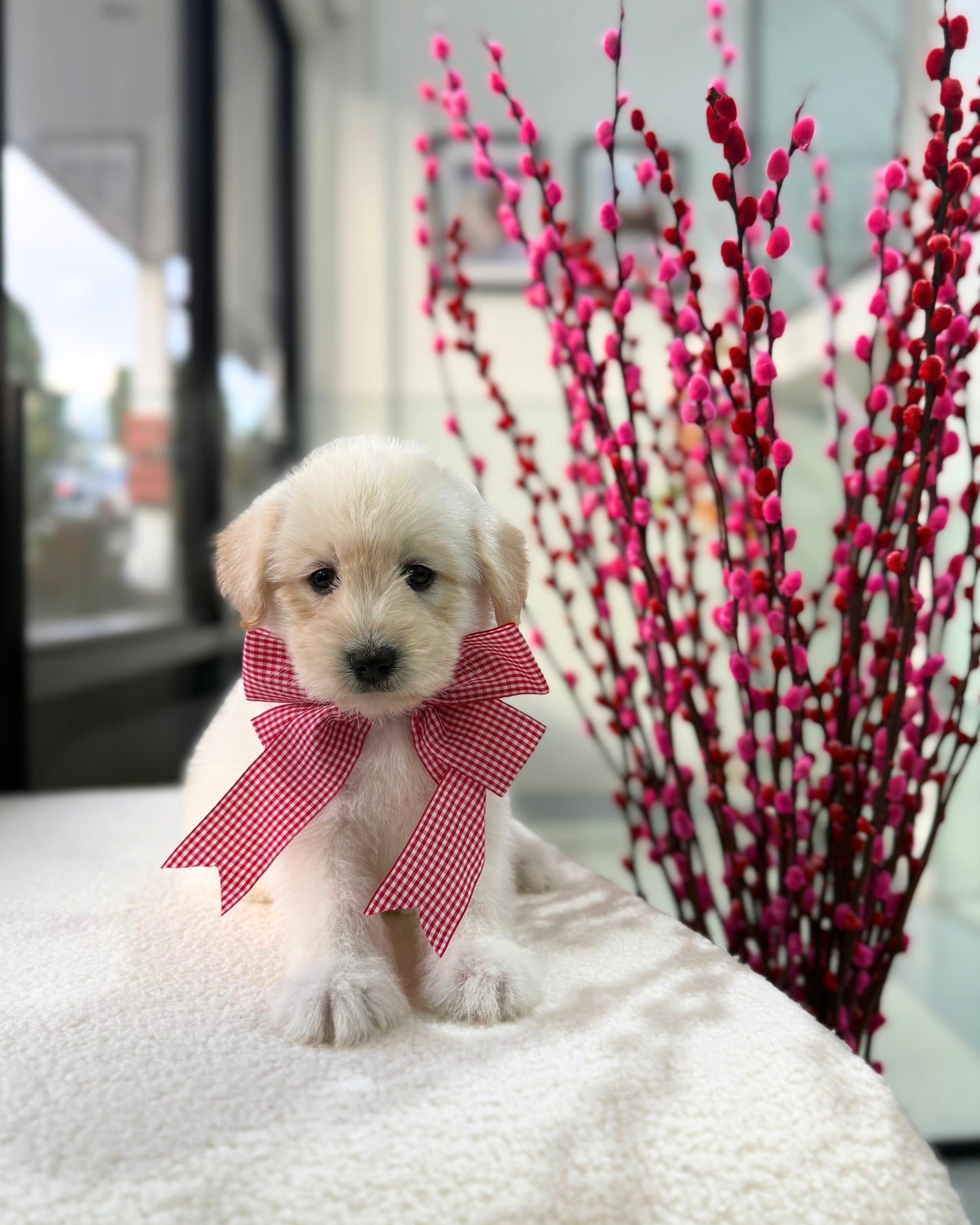 🐻‍❄️🐾 Nuo Mi 糯米: Mini Pomskypoo 🇸🇬 (Boy)