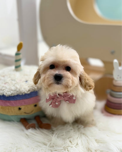 🍮 Ding Ding: Cream Toy Maltipoo 🇸🇬 (Boy)