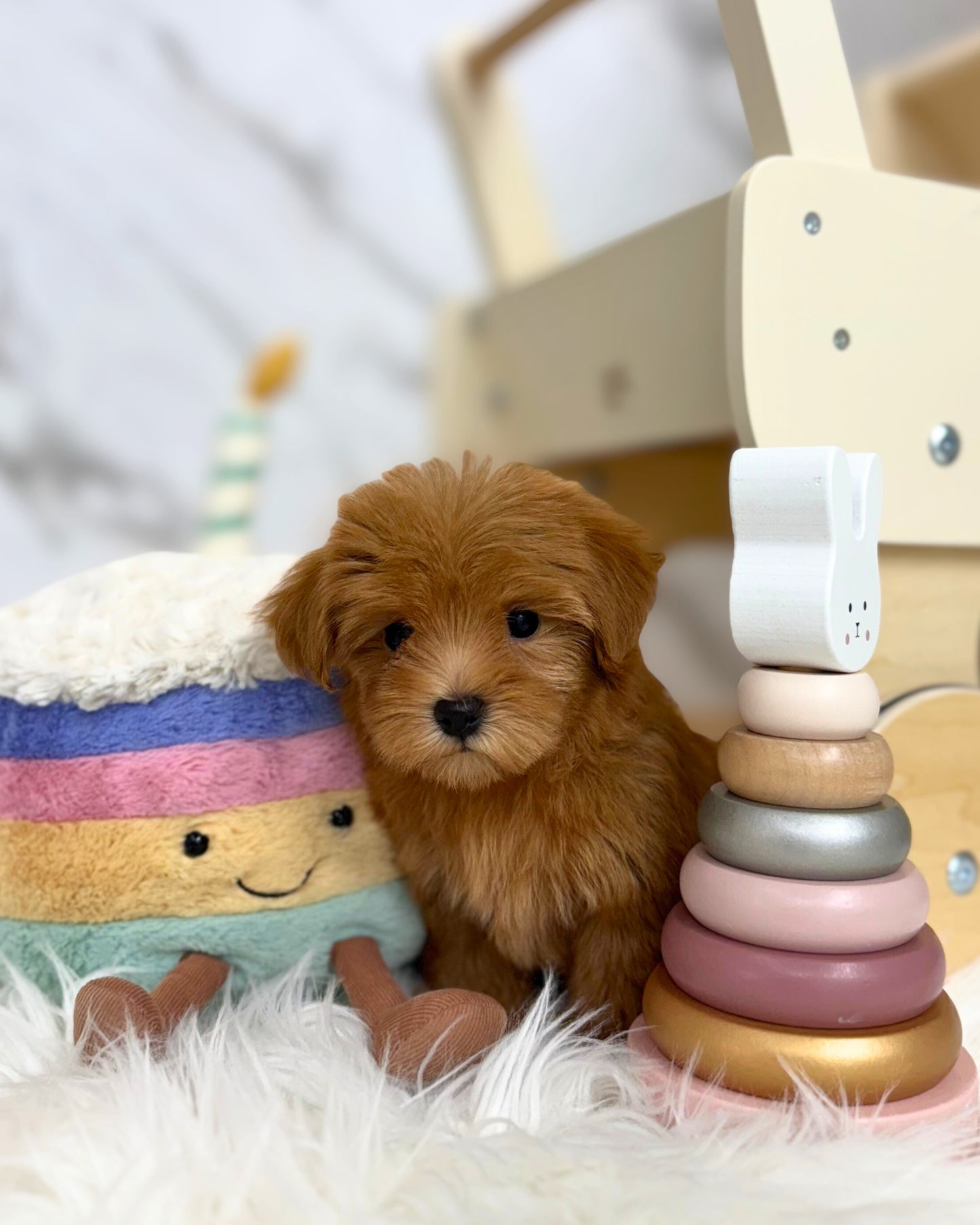 ✨Daisy: Brown Tiny Maltipoo 🇸🇬 (Girl)