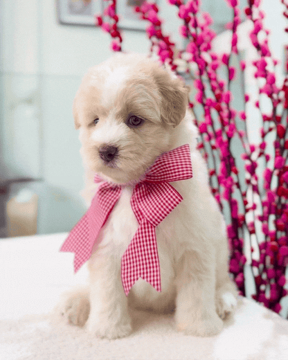 🐻‍❄️🐾🩵 Xue Li 雪梨: Mini Pomskypoo 🇸🇬 (Girl)