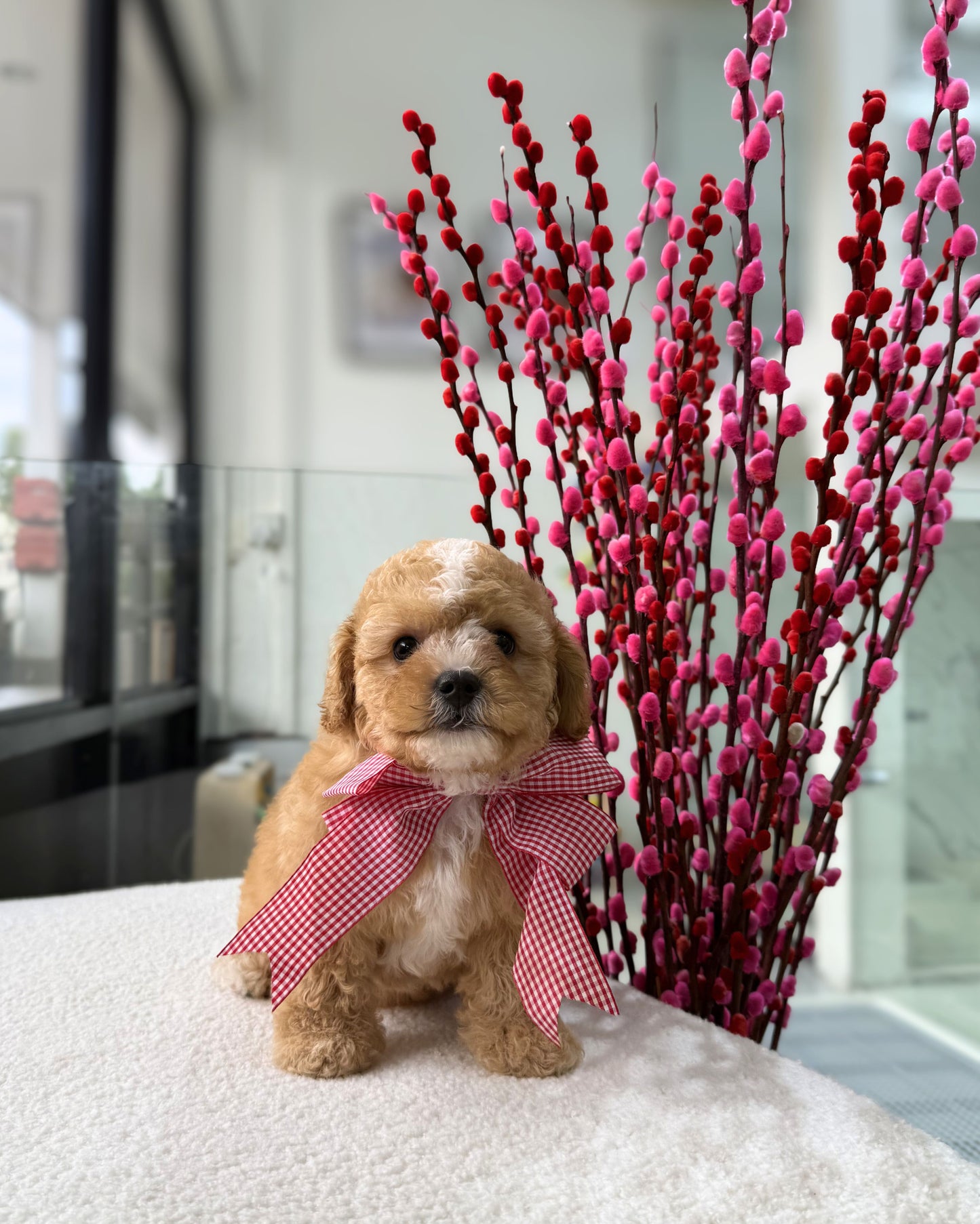 🐶🐾Milk Tea: Parti White & Brown Toy Cavapoo 🇸🇬 (Boy)