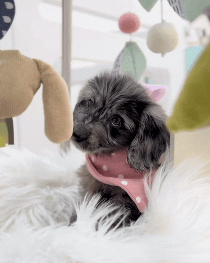 ⭐️ Cola: Mini Merle Silky Multi-Gen F1BB Golden Doxie 🇸🇬 (Girl)