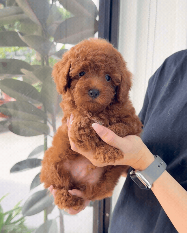 💘 Arrow: Red Tiny Toy Poodle 🇸🇬 (Boy)