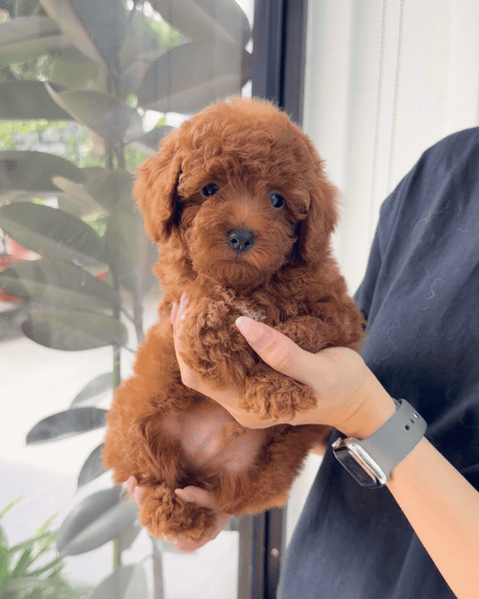 💘 Arrow: Red Tiny Toy Poodle 🇸🇬 (Boy)