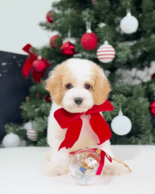 🎄Joy: Parti Brown & White Toy Cavapoo 🇸🇬 (Boy)