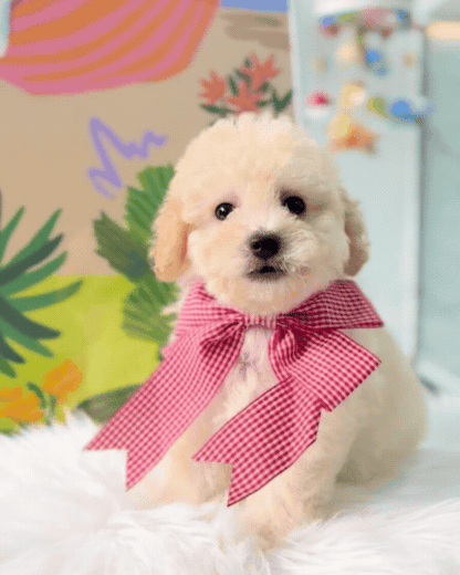 🐶🐾 Pochi: Cream Toy F1B Maltipoo 🇸🇬 (Boy)