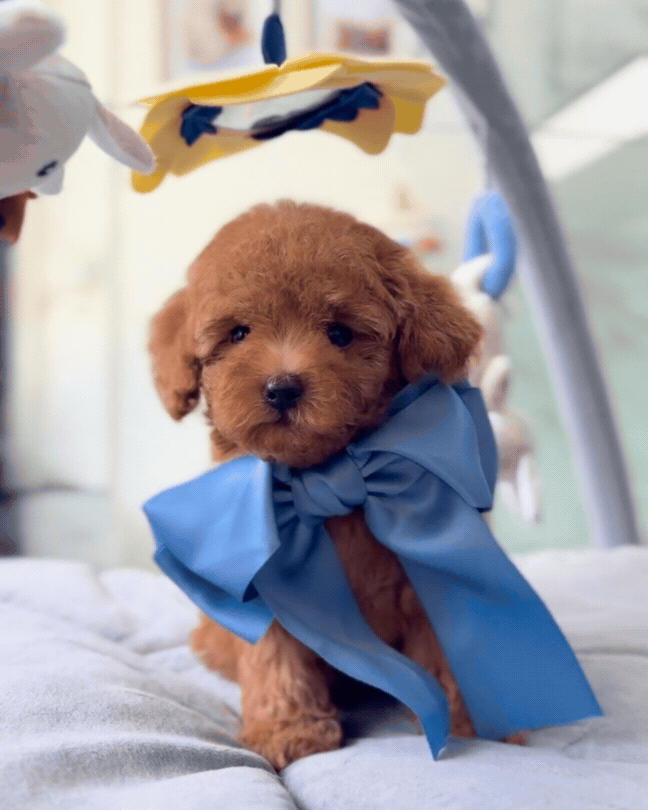 🩷✨ Elara: Brown Toy Poodle 🇸🇬 (Girl)