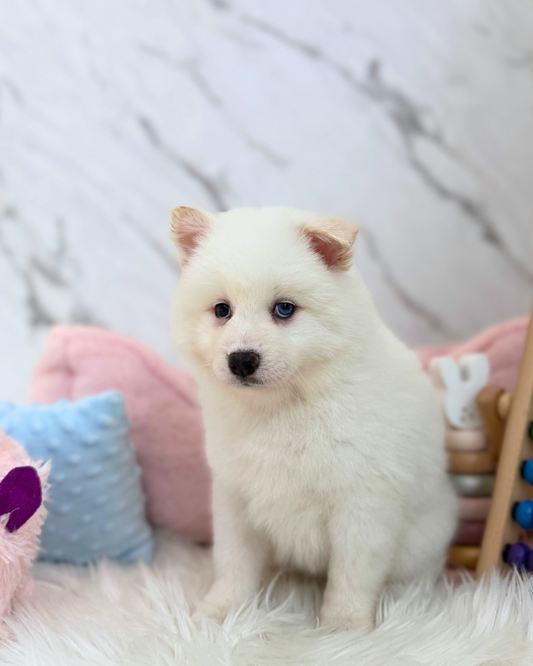 ☃️ Lumi: White Pomsky Spitz 🇸🇬 (Girl)